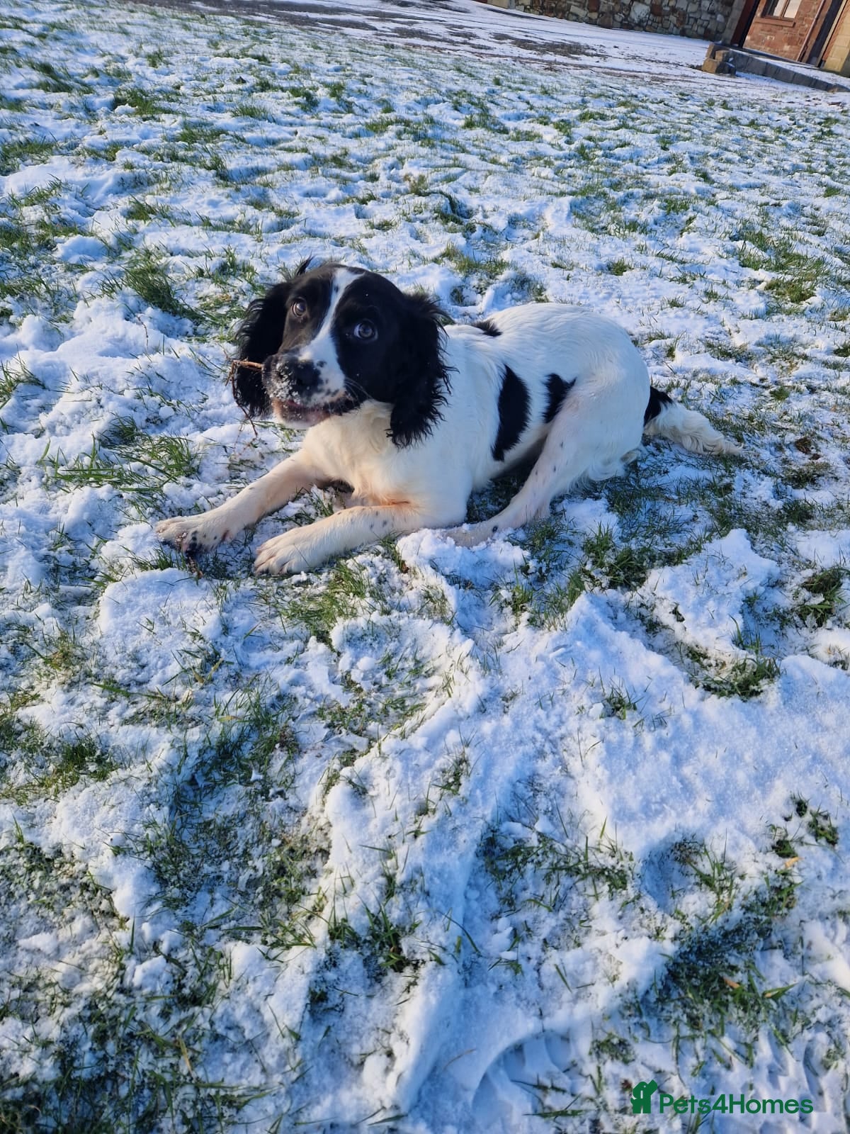 English Springer Spaniel dogs Springer Spaniel male 5 months KC Reg - Advert 19
