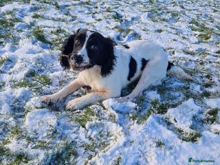 English Springer Spaniel dogs Springer Spaniel male 5 months KC Reg - Advert 4