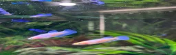 Bettas fish for sale: Mixed betta fish  - Advert 39