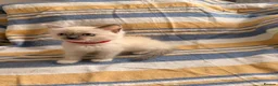 Ragdoll cats for sale: 5 beautiful ragdoll kittens  - Advert 9