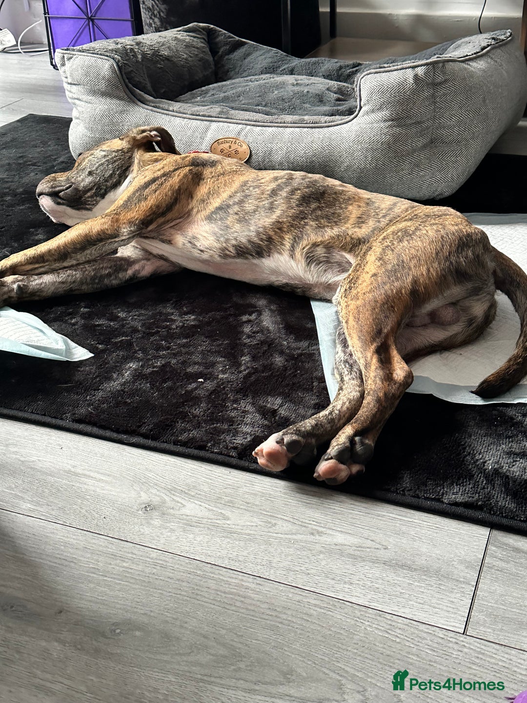 Mixed Breed dogs for sale: Wolfie - 10 Month Old - Image 4