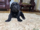 Cane Corso Puppy 4