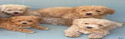 Mixed Breed dogs for sale: Rare Stunning Toy Cavapooshon Family Bred Puppies in Maidstone - Advert 29