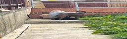 Staffordshire Bull Terrier dogs for sale: 2 1/2 year old male Staff in Witney - Advert 24