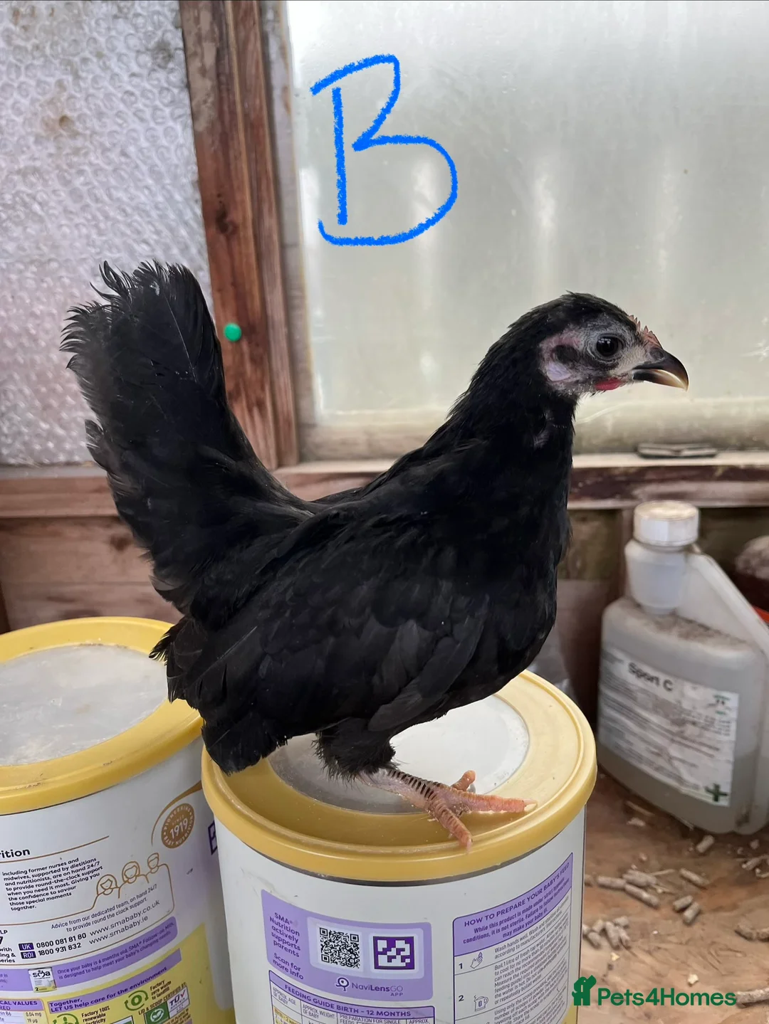 Chickens poultry for sale: Serama Hens & Cockerels - Advert 2