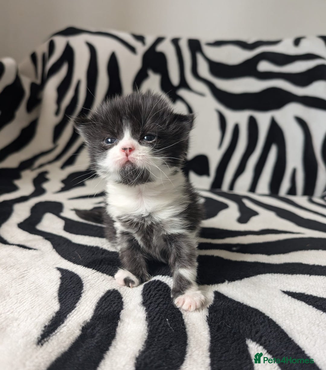 Mixed Breed cats for sale: Kittens - Image 15