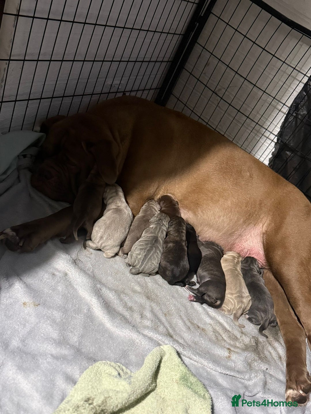 Mixed Breed dogs for sale: Puppies for Sale!! - Advert 4