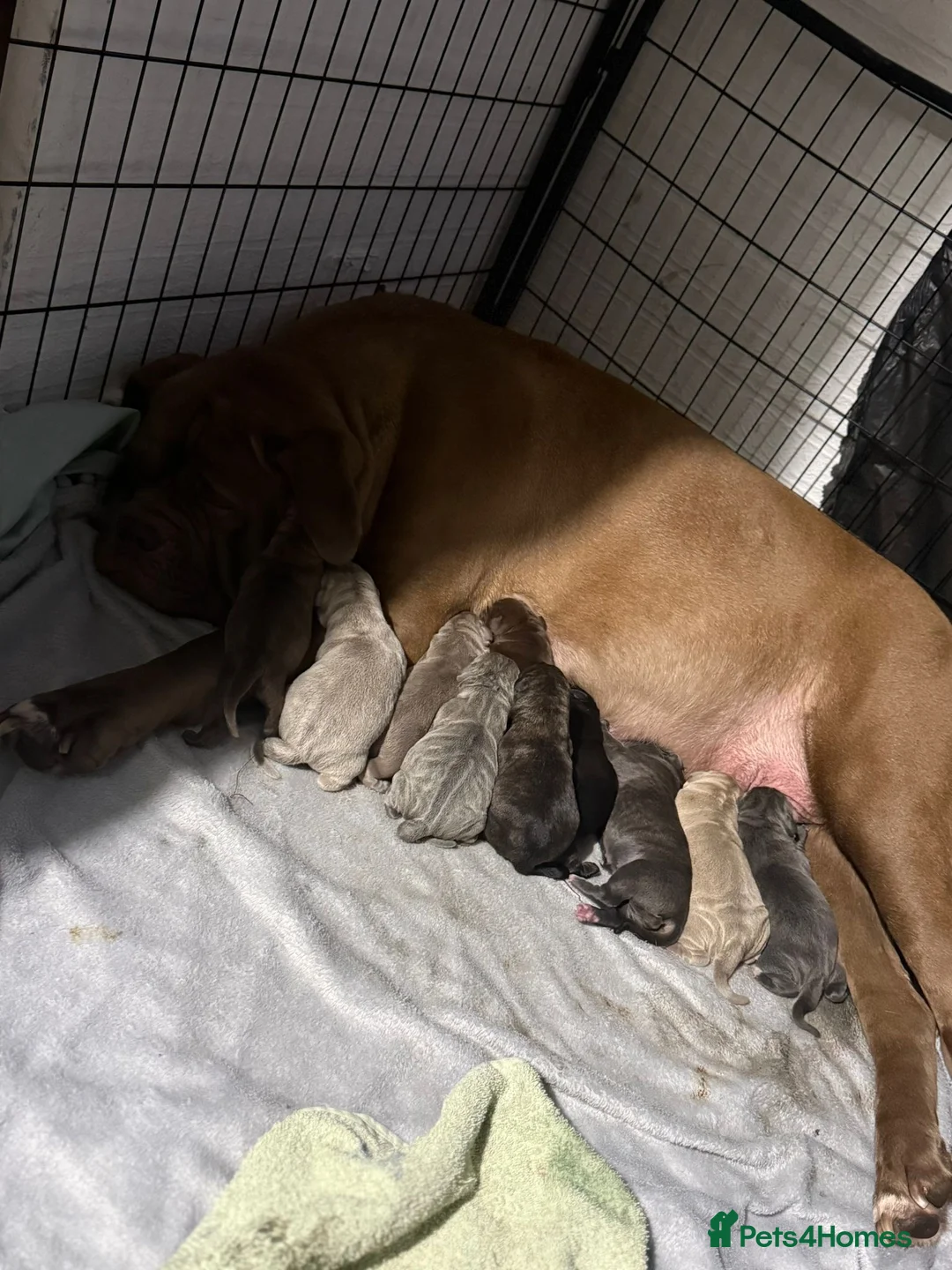 Mixed Breed dogs for sale: Puppies for Sale!! - Advert 4