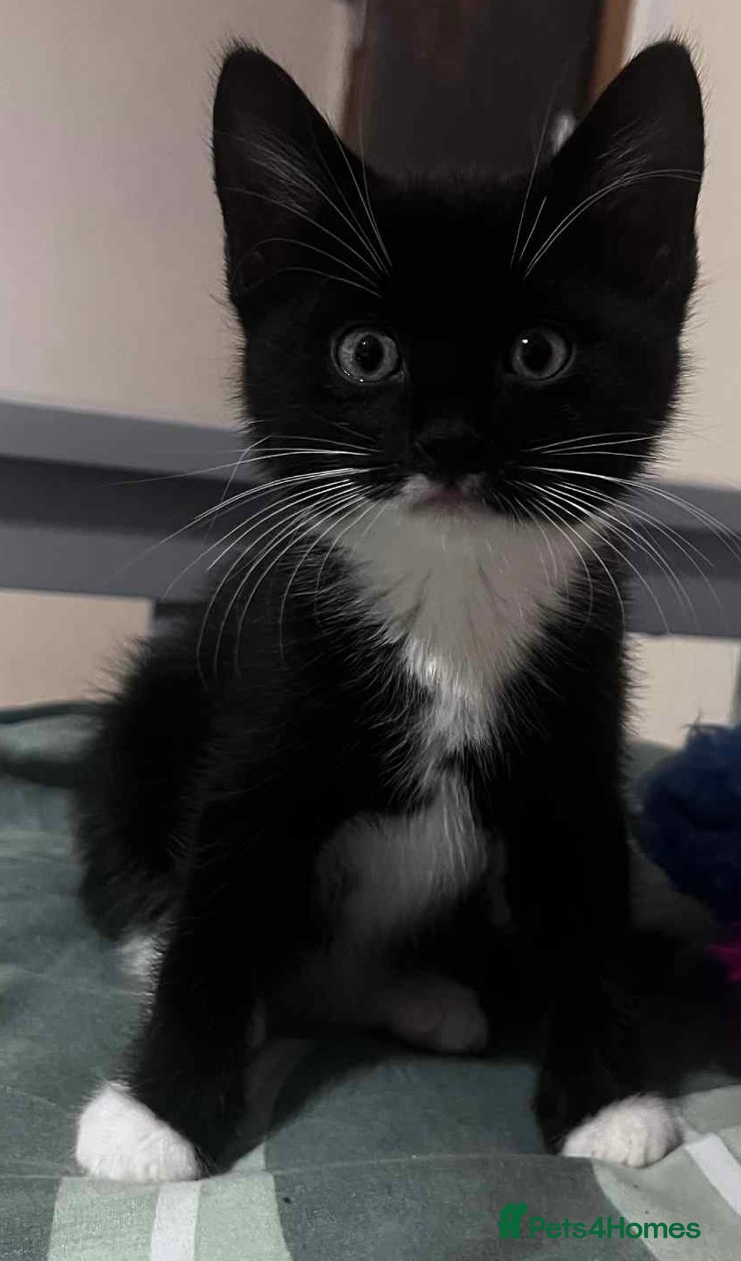 European cats for sale: Male kittens looking for loving Homes - Image 4