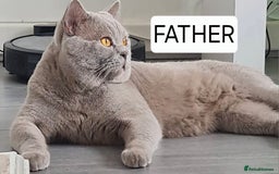 British Shorthair cats for sale: PURE BREED BRITISH SHORTHAIR KITTENS AVAILABLE 😸  - Image 2