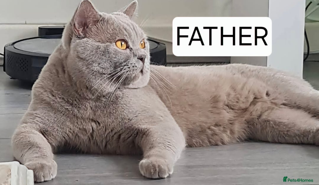 British Shorthair cats for sale: PURE BREED BRITISH SHORTHAIR KITTENS AVAILABLE 😸  - Image 2