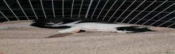 Domestic Shorthair cats for adoption: Young adult rescue male cat needs indoor home in Hook - Advert 6