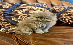Persian cats for sale: Stunning blue Persians kittens ready to go  - Image 1