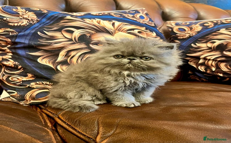 Persian cats - Advert 1