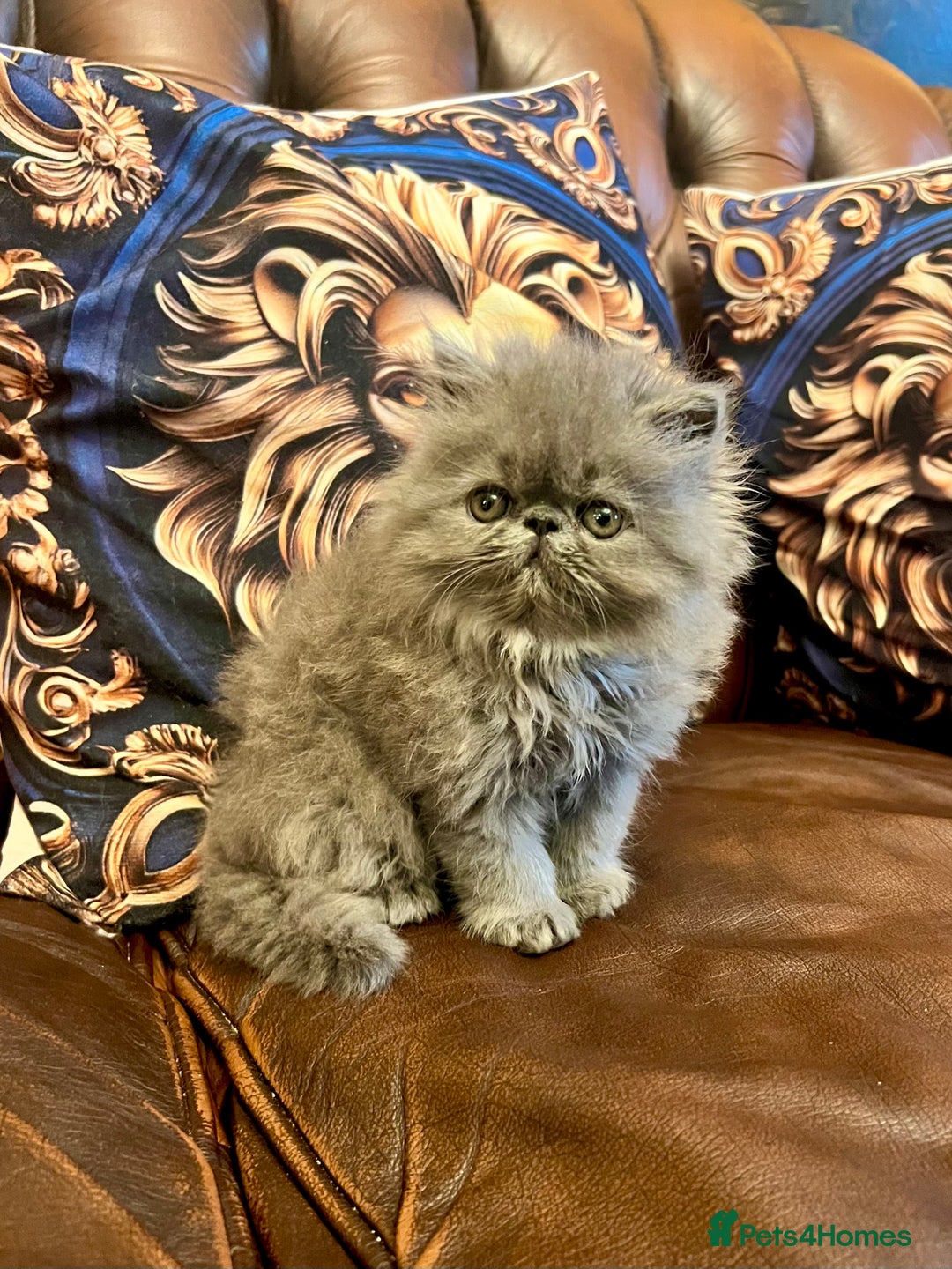 Persian cats for sale: Stunning blue Persians kittens ready to go  - Image 1