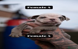 English Bulldog dogs for sale: English bulldog pups for sale  - Image 25