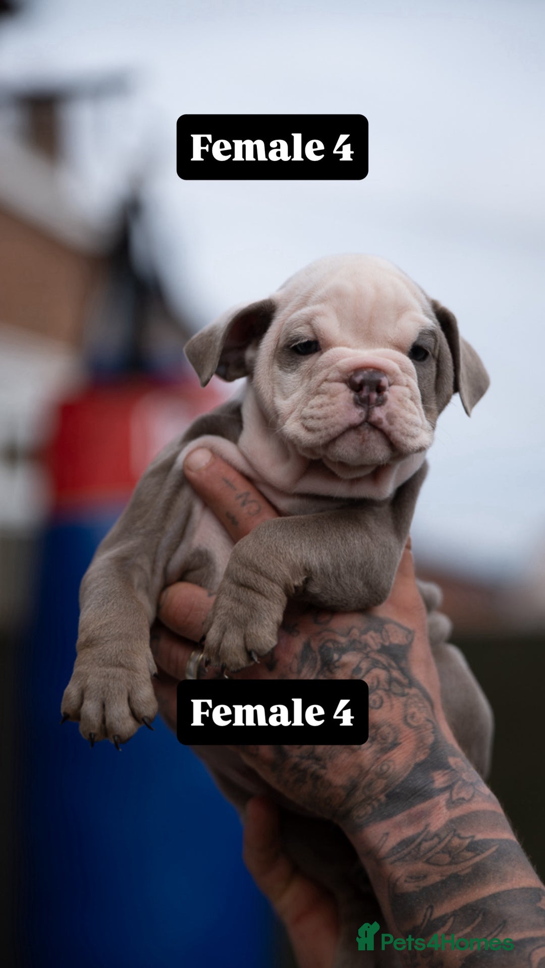 English Bulldog dogs for sale: English bulldog pups for sale  - Image 25
