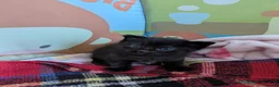 Mixed Breed cats for sale: 4 black kittens  in Retford - Advert 3