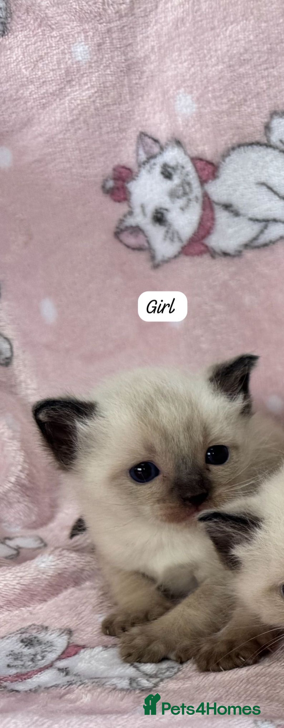 Ragdoll cats for sale: Ragdoll kittens  - Image 8