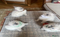 Ragdoll cats for sale: 3 Left! Gorgous blue point girls available🐾 - Image 3