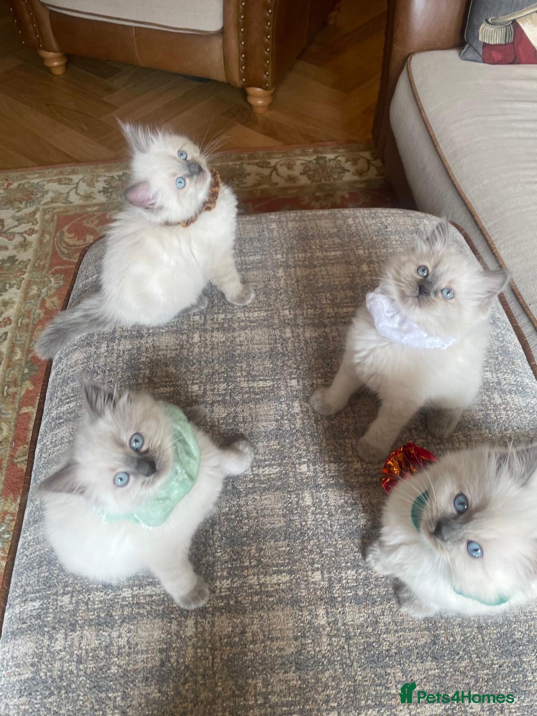 Ragdoll cats for sale: 3 Left! Gorgous blue point girls available🐾 - Image 3