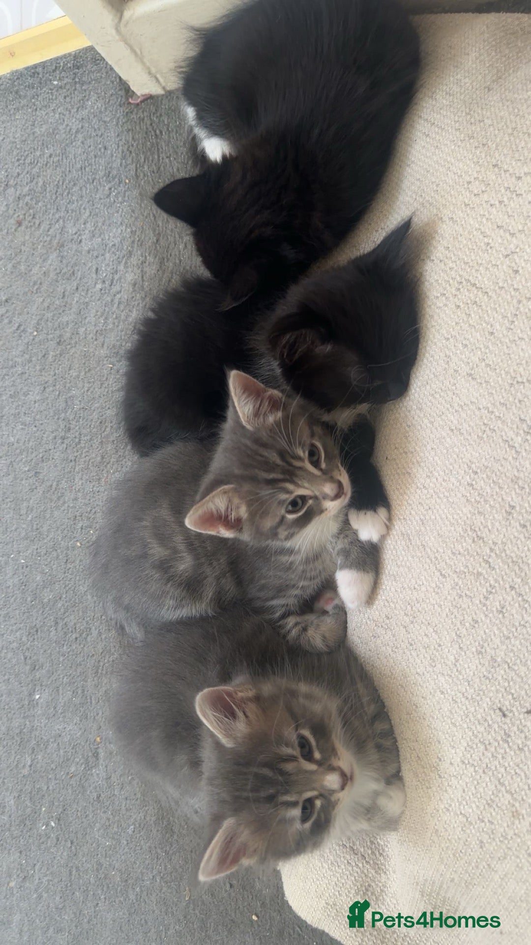 Mixed Breed cats 4 affectionate, friendly, and playful kittens! - Advert 1