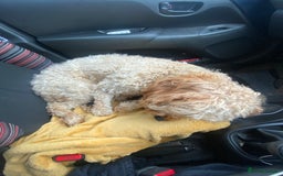 Cavapoo dogs for sale: Cavapoo - Image 6