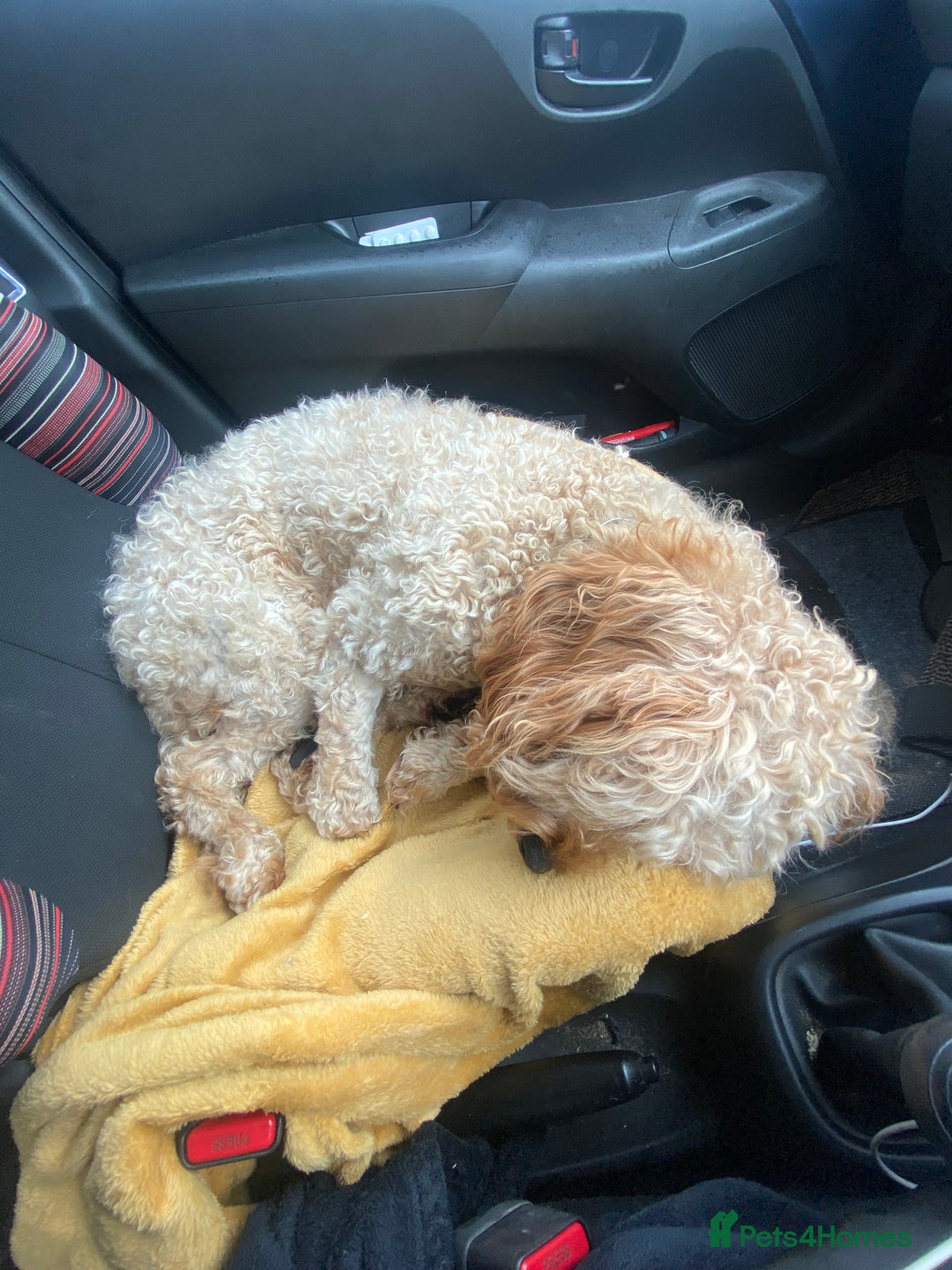 Cavapoo dogs for sale: Cavapoo - Image 6