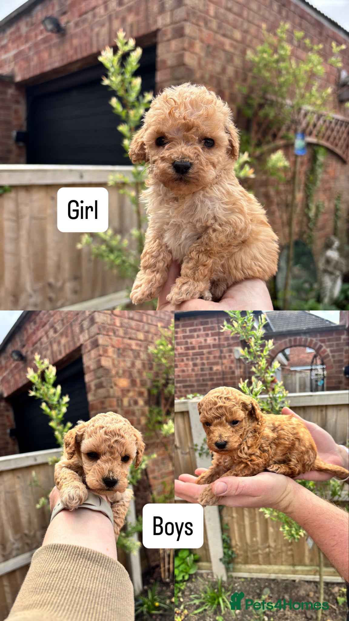 Toy Poodle dogs Beautiful Litter of Toy Poodle Pups  - Advert 9