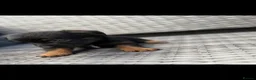 Mixed Breed dogs for sale: Yorkshire terrier x jackrussel  in Skelmersdale - Advert 3