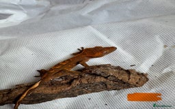 Gecko reptiles for sale: Baby crested geckos  - Image 8