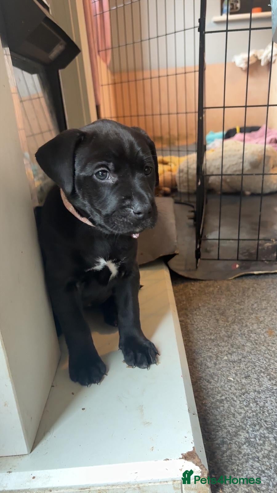 Mixed Breed dogs Beautiful Staffadors  5weeks old  - Advert 12