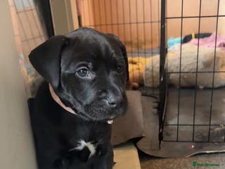 Mixed Breed dogs Beautiful Staffadors 5weeks old - Advert 12