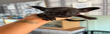 French Bulldog 3