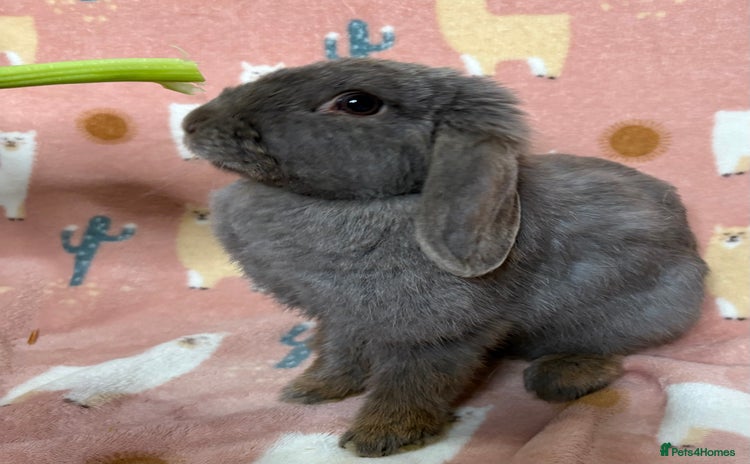 English Lop rabbits - Advert 1