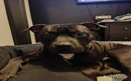 Staffordshire Bull Terrier dogs for stud: Dodger for stud! - Image 2