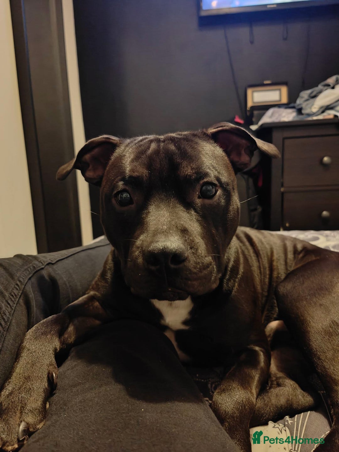 Staffordshire Bull Terrier dogs for stud: Dodger for stud! - Image 2
