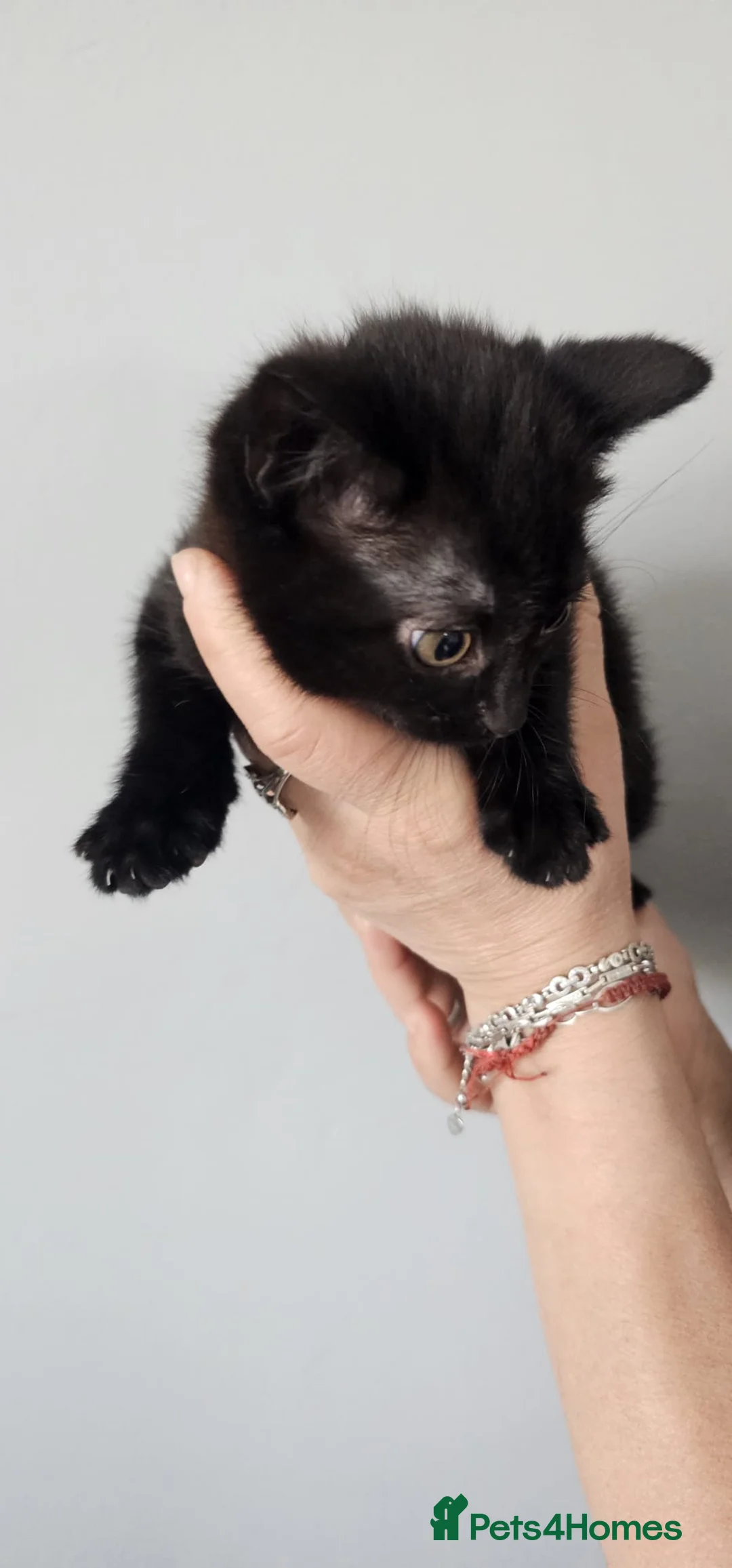 Mixed Breed cats for sale: Girls Kittens for Sale - Advert 6