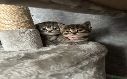 Scottish Fold cats for sale: Scottish fold/straight - Image 27