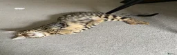 Bengal cats for sale: Stunning Bengal cat  in Birmingham - Advert 3
