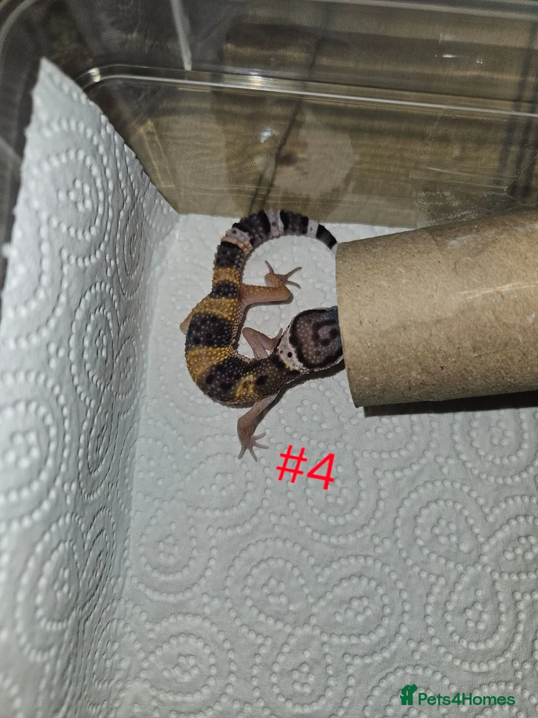 Leopard Gecko reptiles for sale: Leopard geckos available  - Advert 2