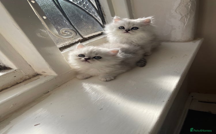 Persian cats - Advert 1