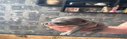 Staffordshire Bull Terrier dogs for sale: STAFFY PUPPIES LOOKING FOR FOREVER HOMES - Advert 6