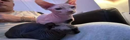 Oriental cats for sale: 2 adorable cats in Wisbech - Advert 7