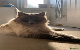 Ragdoll cats for sale: Freddie and Lyla - Image 5