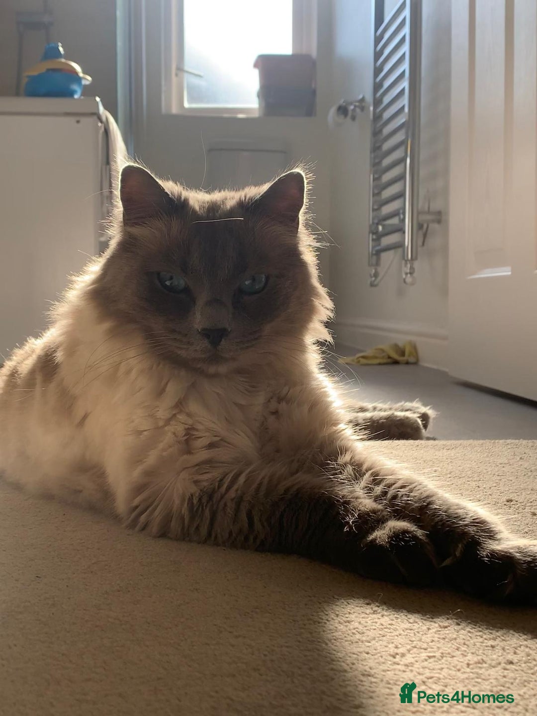 Ragdoll cats for sale: Freddie and Lyla - Image 5