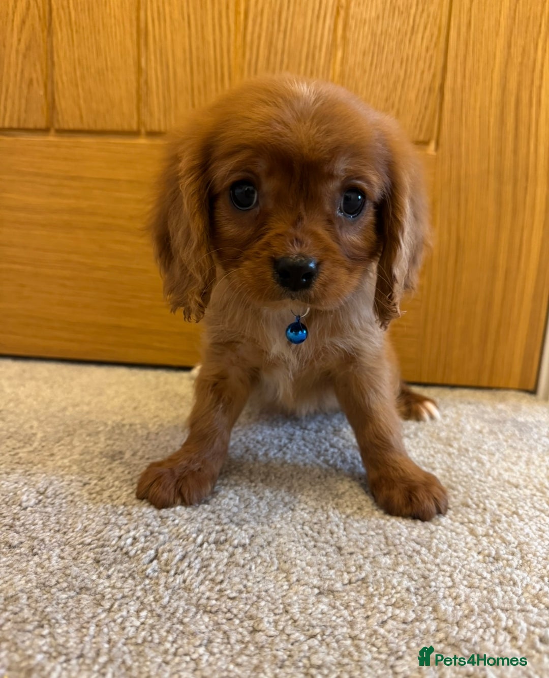 Cavalier King Charles Spaniel dogs for sale: Health tested cavalier King Charles  - Advert 5