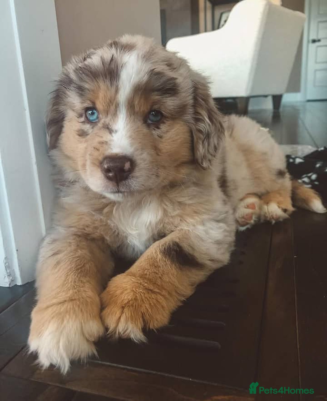 Australian Shepherd dogs for sale: Sweet Australian Shepherd dog - Image 2