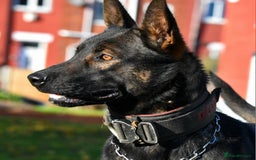 Mixed Breed dogs for sale: Bullherders top working lines  - Advert 21