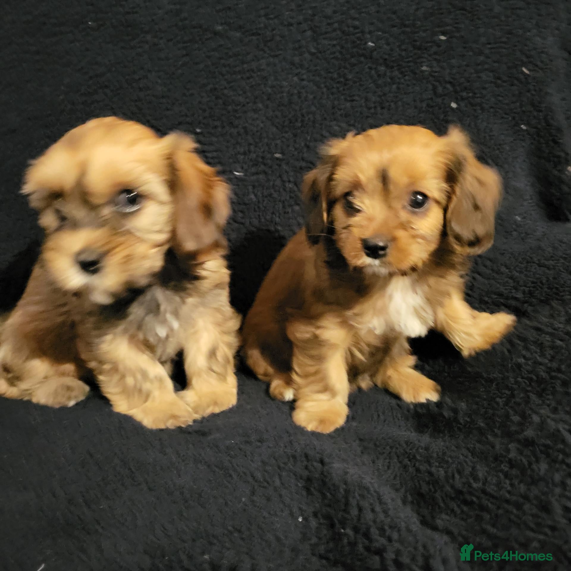 Mixed Breed dogs Cavapoochon puppies  - Advert 2